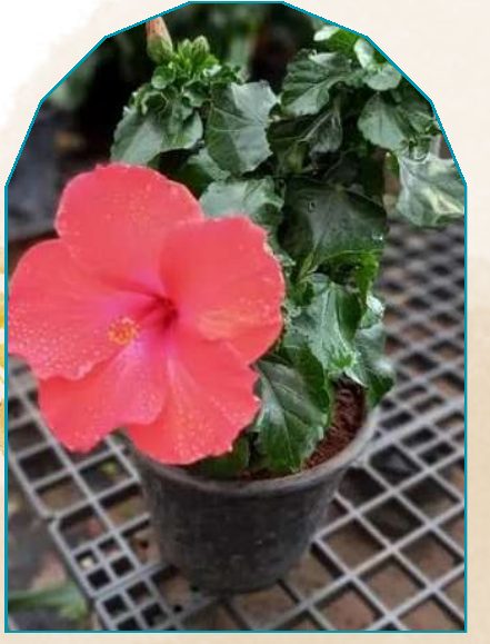 Joba plant from NAHOR