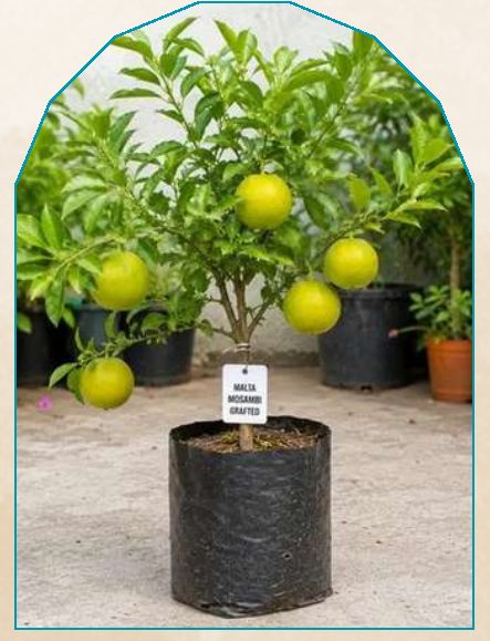 Mosumbi plant from NAHOR