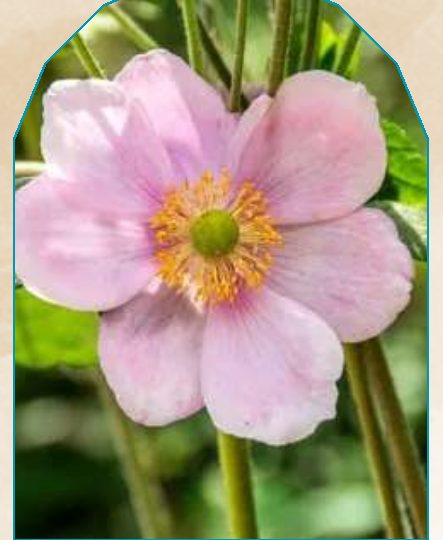 Anemone plant from NAHOR