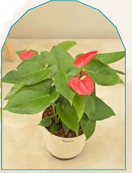 Anthuriam plant from NAHOR